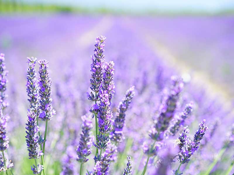 lavendel_800x600