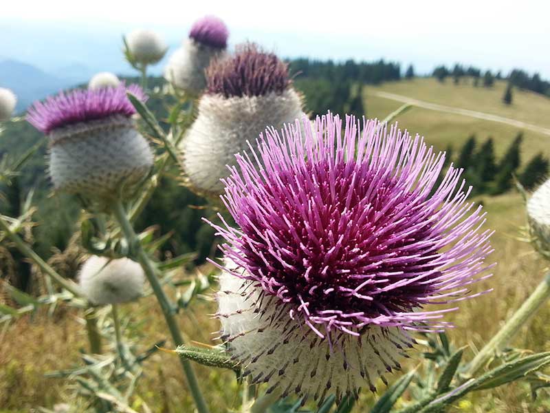 mariendistel_800x600